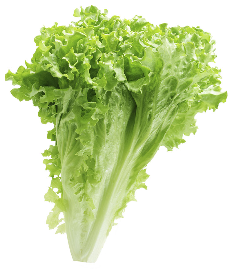 Pic of Lettuce